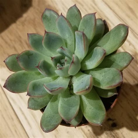 Echeveria are popular low growing ornamental garden plants. Echeveria Pulidonis, Echeveria 'Pulidonis' - uploaded by ...