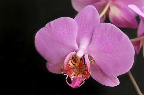 Pink Hybrid Phalaenopsis Orchid Photograph By William Tanneberger Pixels