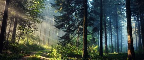 Ultra Wide Photography Nature Trees Forest Sun Rays 2k Wallpaper