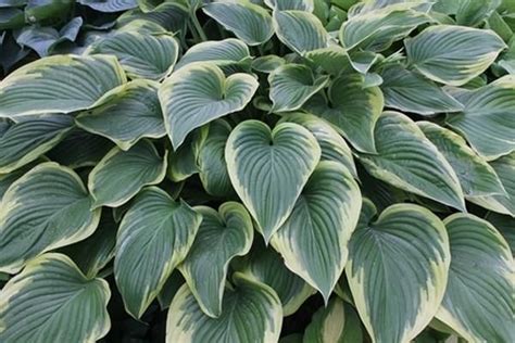 Hosta Victory Summer Flowers To Plant Dry Shade Plants Pollinator