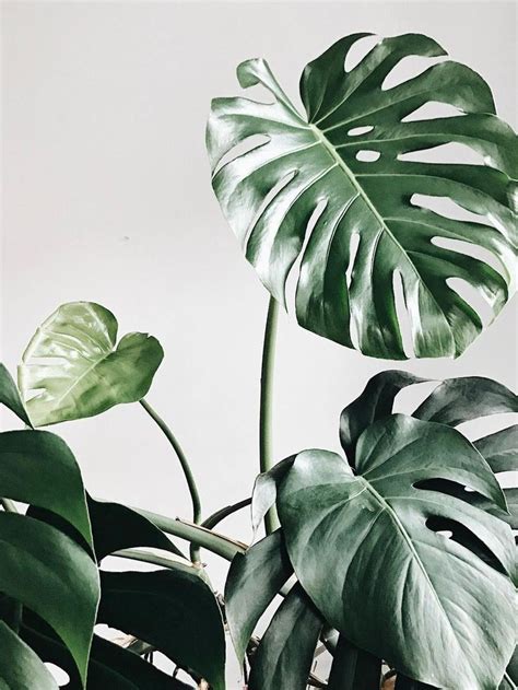 Download these aesthetic background or photos and you can use them for many purposes, such as banner, wallpaper, poster background as well as powerpoint background and website background. leaves | Plant wallpaper, Plant aesthetic, Plants