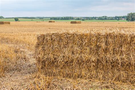 Some Square Straw Bales Lie On A Field After The Grain Harvest Stock