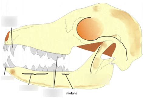 Carnivore Dentition Diagram Quizlet