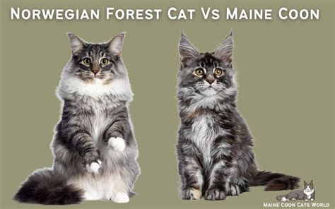 Norwegian Forest Cat Vs Maine Coon Whats The Difference