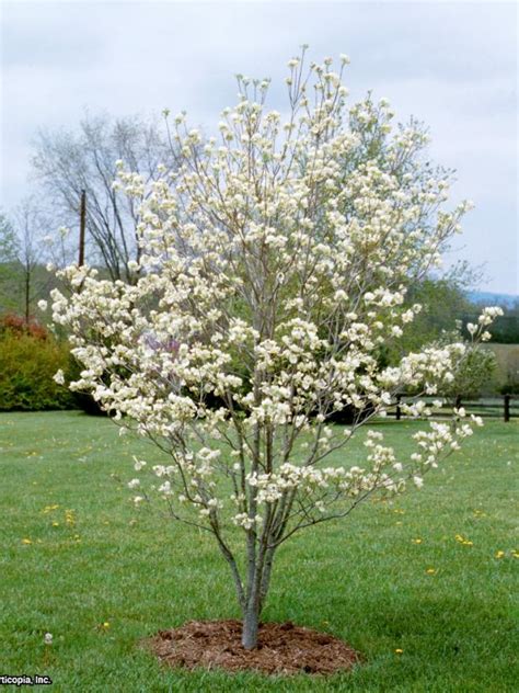 Magnolia tree is a great stand alone flowering tree or as a landscape tree to build a garden around. Flowering Dogwood Tree Varieties | HGTV