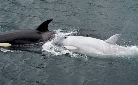 Rare White Orca Spotted In Southeast Alaska Anchorage Daily News