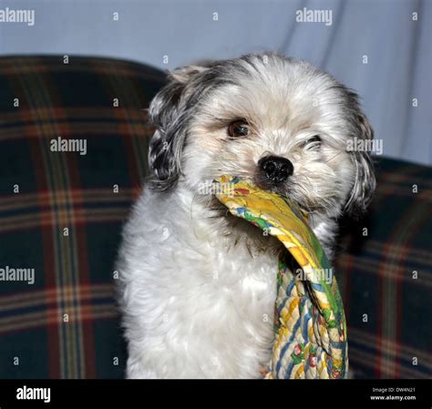 Maltese X Shih Tzu Playing With Oven Mitts In His Mouth Stock Photo Alamy