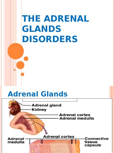 Adrenal Gland Disorders Adrenal Gland Angiotensin