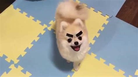 Dogs With Eyebrows On A Pomeranian Puppy Youtube