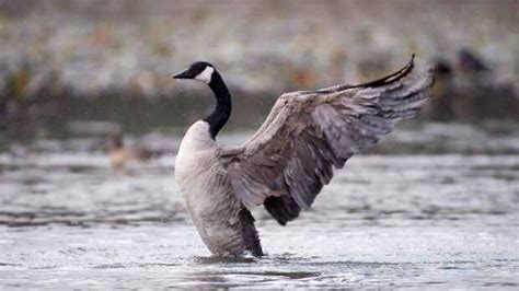 Wild Goose Chase Bird Spending Winter At Winnipeg Car Wash Evades