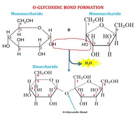 Structure Of Glycosidic Bond Biology Notes Cell Biology Organic
