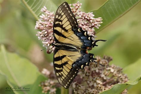 Eastern Tiger Swallowtail Female Pterourus Glaucus Syn Flickr