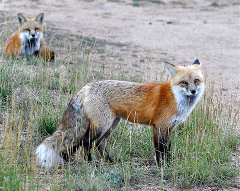 Fox Twins Photograph By Pam Garcia