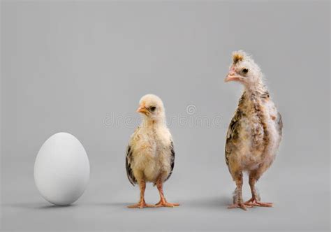 Chick And Egg Stock Photo Image Of Accretion Animal 38814016