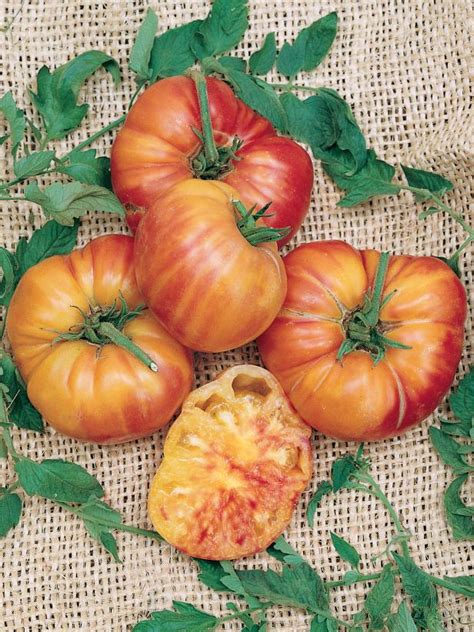 Tomato Varieties For Midwestern Gardens Hgtv