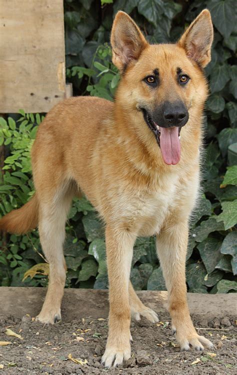 The lab's and gsd's double coat requires a weekly brushing at minimum. Image result for blonde german shepherd puppies | Shepherd ...