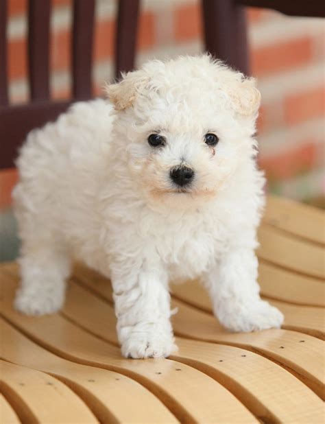 White Dog Breeds Discover The Pups As Pale As Snow