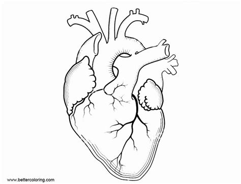 Human Heart Coloring Page Inspirational Anatomy Of Heart Coloring Pages