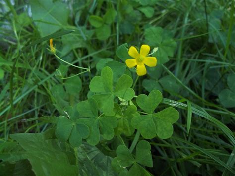 6 Things You Should Know About Types Of Clover Mystargarden