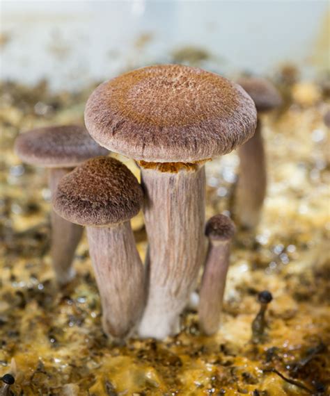 Gymnopilus Luteofolius Grow Mushroom Cultivation Shroomery Message