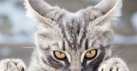 5 Ear Signals Every Cat Owner Should Know
