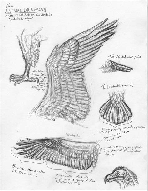 Animal drawing anatomy and action for artistscharles knight. Bird Anatomy Studies by Canis-ferox on DeviantArt