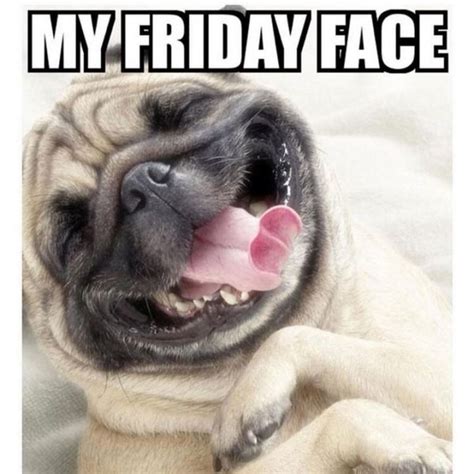 Funny Friday Dog Memes