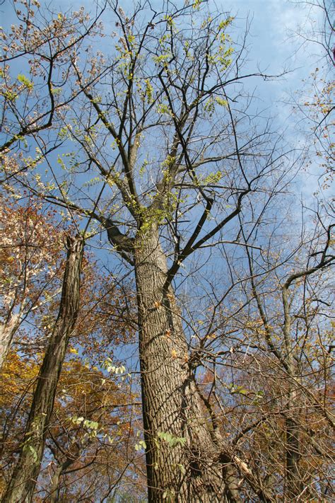 Eastern Cottonwood Delaware Trees