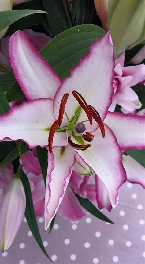 Buy Lily Bulbs The Edge Oriental Lily Gold Medal Winning Harts Nursery