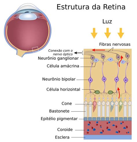 Retina Anatomía Del Ojo Visión Definiciones Y Conceptos