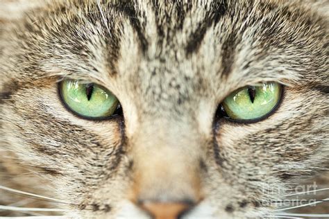 Extreme Close Up Tabby Cat Photograph By Sharon Dominick