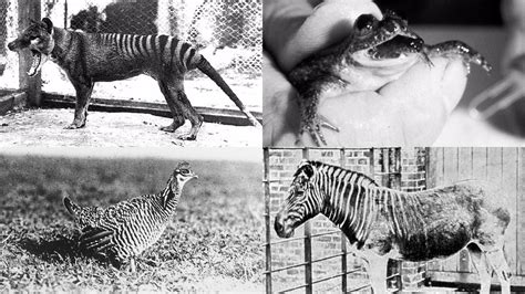 De Extinction Four Extinct Animals That Could Be Brought Back To Life