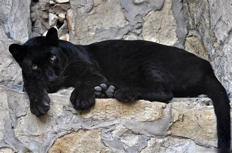 Find images of black leopard. Black Leopard 0250 by robbobert on DeviantArt