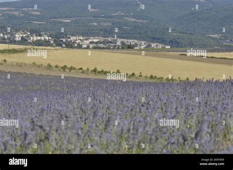 Lavender Lavandula Sp Field Of Flowers To Be Harvested With The City
