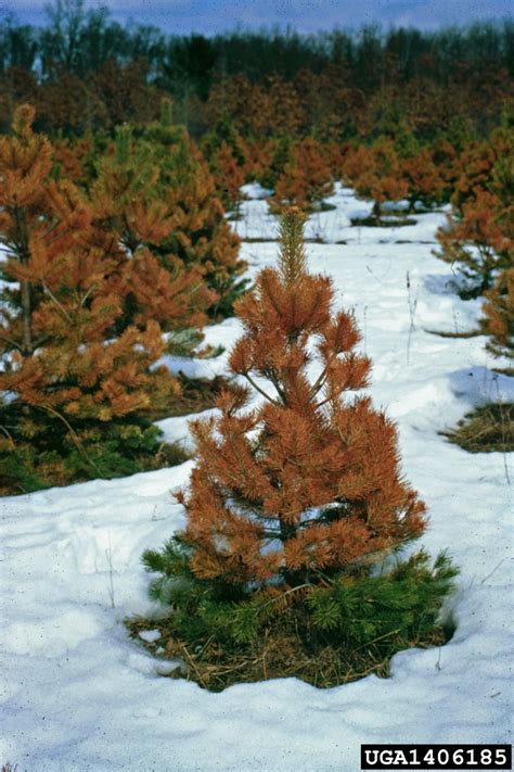 What Is Winter Burn How To Care For Winter Burn In Evergreens