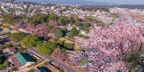 Cherry Blossom Festival In Shillong Northeast India24