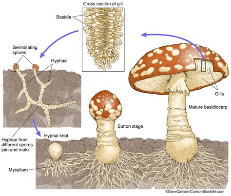 Mushroom Life Cycle Carlson Stock Art