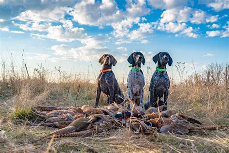 German Shorthaired Pointer Studs — Standing Stone Kennels