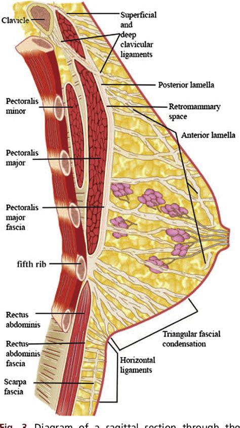 Figure 3 From The Laminated Nature Of The Pectoralis Major Muscle And