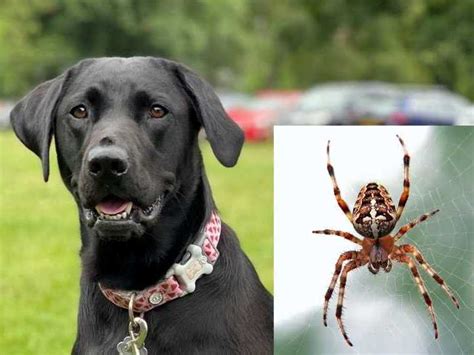 Labrador Needs Treatment After Severe Reaction To Spider Bit