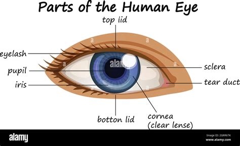 Diagram Showing Parts Of Human Eye Stock Vector Image And Art Alamy