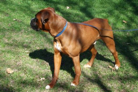 Buy, adopt a beautiful akc registered boxer puppy today! Breezy Boxers, Boxer Breeder in Browerville, Minnesota