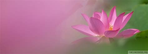 pink lotus flower girly facebook cover photo