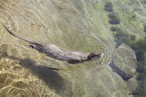 Images Of Otter Swimming The Playful Otter Trope As Used In Popular