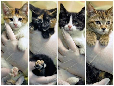 Kitten Alert These Adorable Sisters Will Be Waiting For You At The