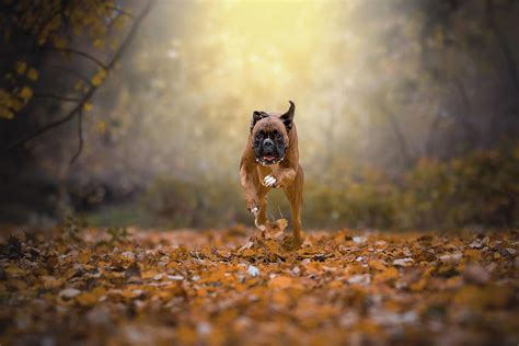Boxer Dog Running In The Forest Photograph By Tamas Szarka Pixels