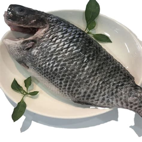 Black Tilapia Small Size 100300300500 Cheap Price From Lhc Food Co