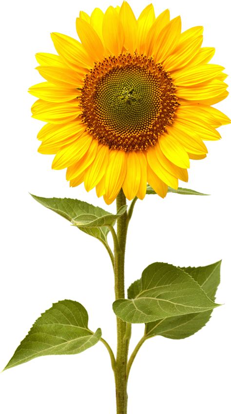 Royalty Free Sun Flower Picture Png Flowers Pictures