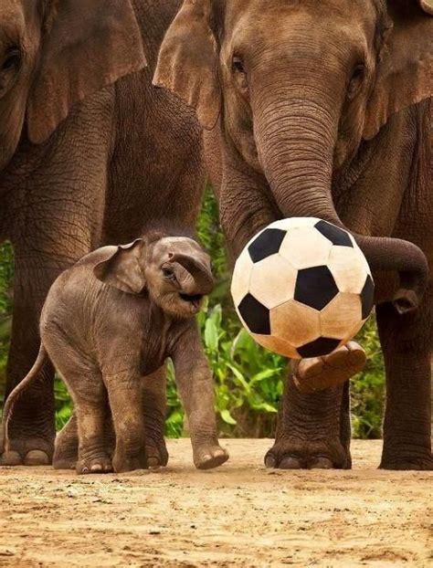 Elephant Trunk With A Little Kicking Soccer Ball Elephants Playing