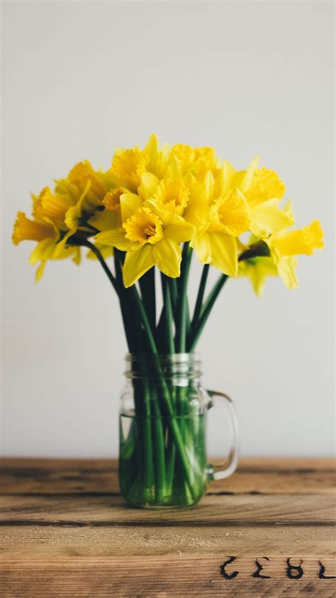 Daffodils Wallpaper Iphone Android And Desktop Backgrounds Flower